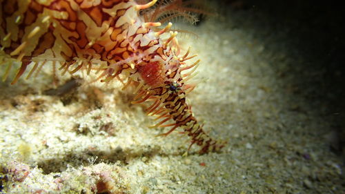 Thorny sea horse undersea