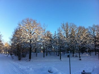 Trees on snow covered field against sky