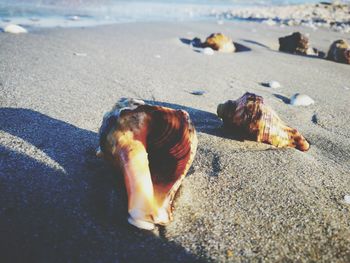 Close-up of seashells on beach