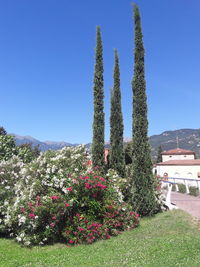 Cactus plant against clear blue sky