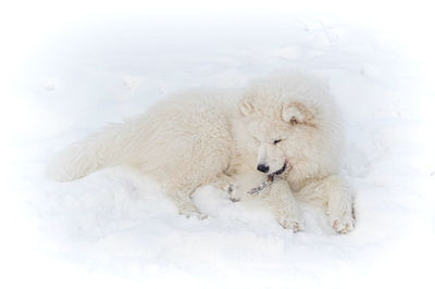 High angle view of a dog on snow