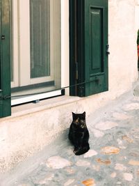 Portrait of a cat