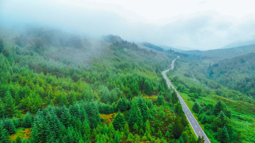 Scenic view of forest against sky