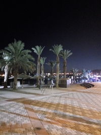 Chairs and palm trees at night