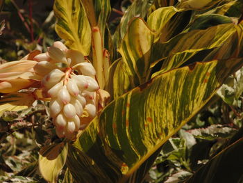 Close-up of flowering plant