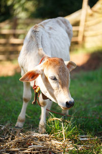 Cow in a field