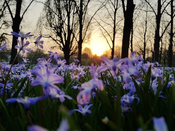 Close-up of purple crocus flowers on field