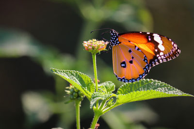 Close-up of butterfly pollinating on flower