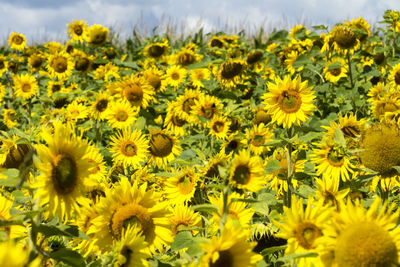 Close-up of fresh yellow flowers blooming in field