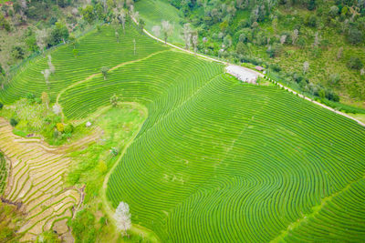 Aerial top view agricultural area leaves green tea on the mountain at farmland doi chiang rai 