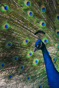 High angle view of peacock