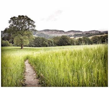 Scenic view of agricultural field against sky