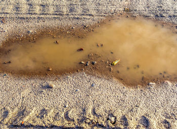 High angle view of insect on beach