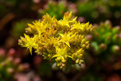 Close-up of yellow flowers blooming outdoors
