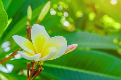 White flower, white frangipani on tree with green leaves background, white flowers in the garden.