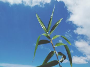 Close-up of plant against blue sky