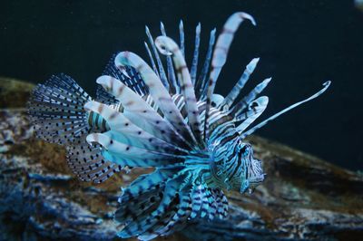 Close-up of lion fish in tank