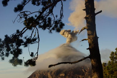 View of tree against sky during sunset