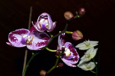 Close-up of flowers against black background