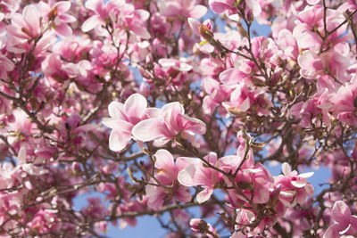 Close-up of pink cherry blossoms in spring