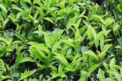 Full frame shot of fresh green leaves