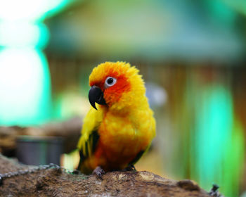 animal themes