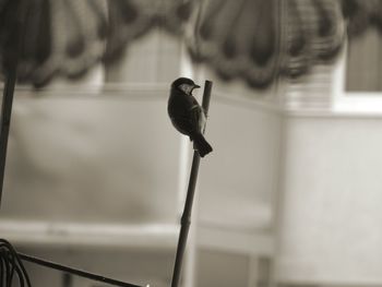 Close-up of bird perching on wall