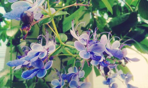 Close-up of purple flowers