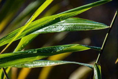 Close-up of raindrops on leaves