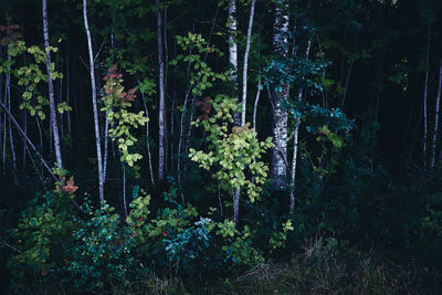 Trees and plants in forest