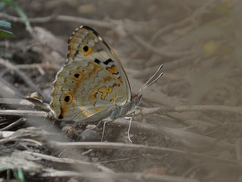 Close-up of butterfly