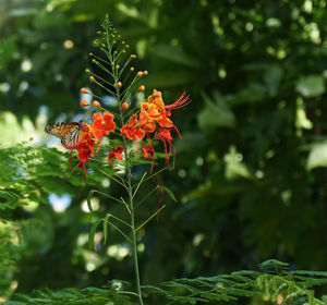 Close-up of butterfly pollinating on flower