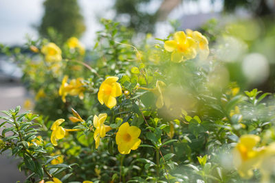 Close-up of yellow flowers blooming outdoors