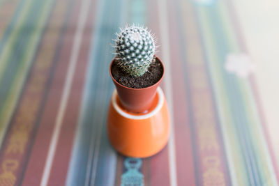 High angle view of cactus on table