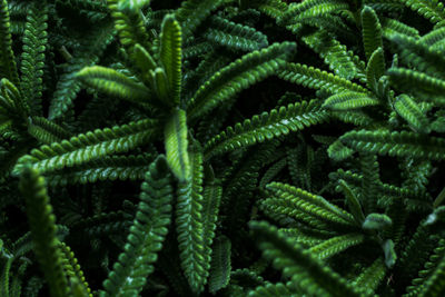 Full frame shot of lavender leafs 