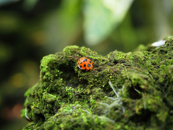 Close-up of ladybug on plant