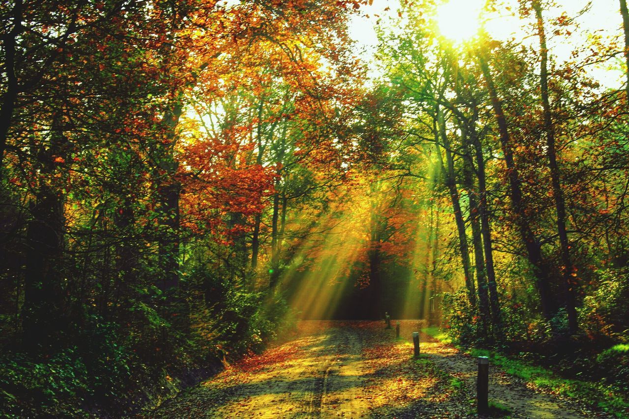 tree, tranquility, growth, beauty in nature, autumn, nature, tranquil scene, forest, scenics, change, sunlight, branch, orange color, season, idyllic, sunbeam, lush foliage, green color, outdoors, non-urban scene