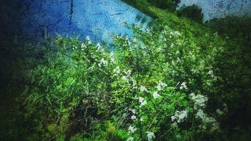 Plants growing on tree
