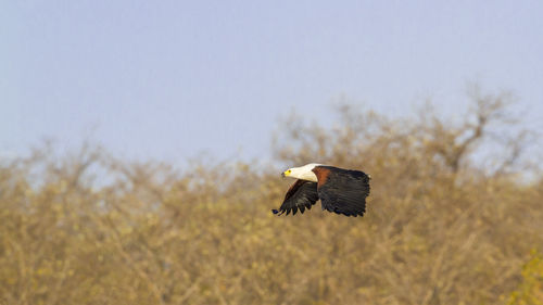 Bird flying in the sky