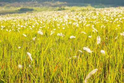 Close-up of white flowers growing in field