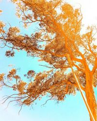 Low angle view of trees against sky