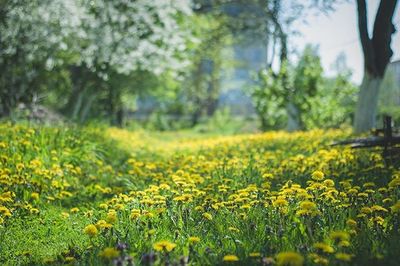 Scenic view of oilseed rape field