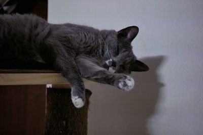 Close-up of cat lying on floor