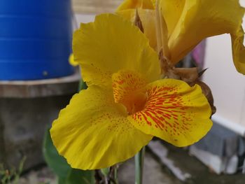 Close-up of yellow flower