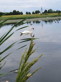 Swans in a lake