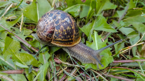 Close-up of snail on leaf