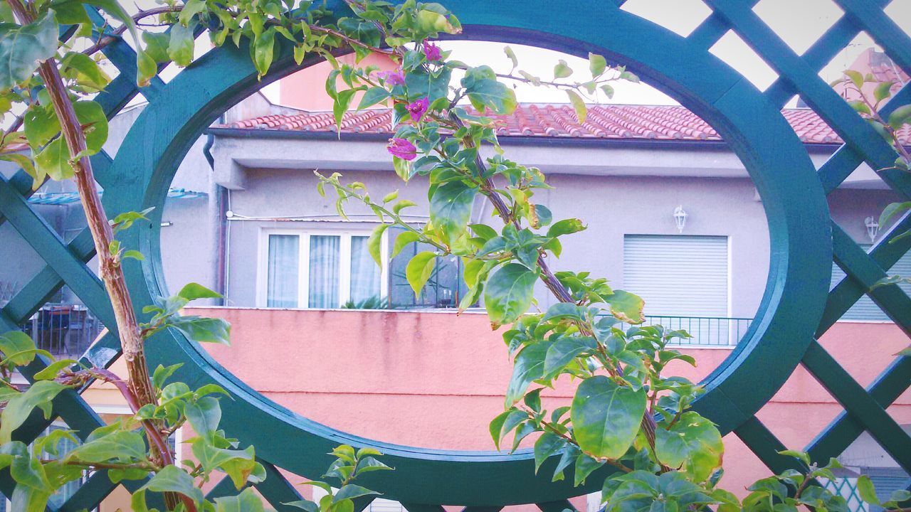 POTTED PLANT AGAINST HOUSE