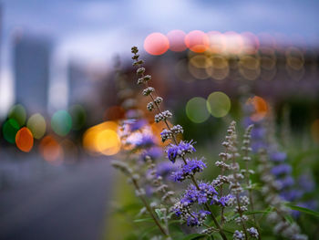 Close-up of purple flowering plants