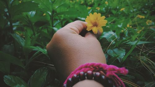 Close-up of hand holding flowering plant