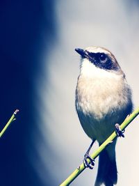 Low angle view of bird perching against clear sky